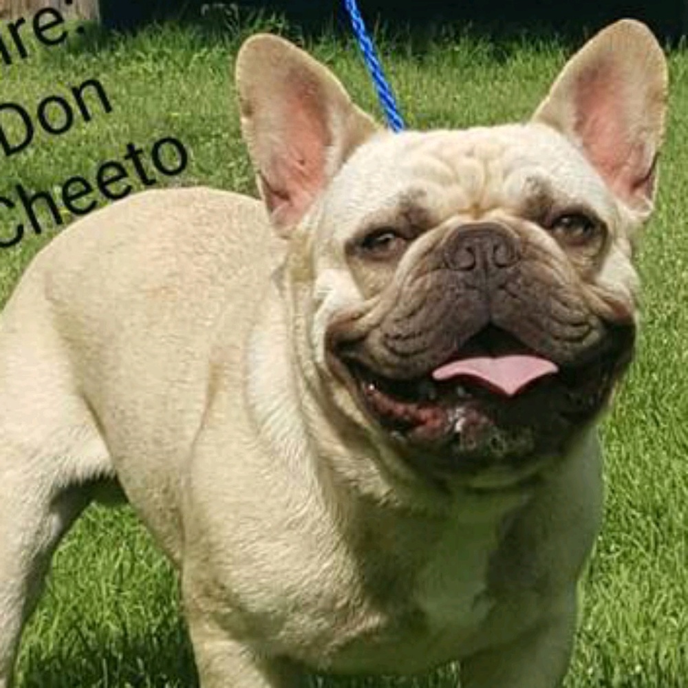 Meet your Posher, Alison